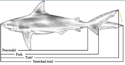 Measurement types - fish Maximum (stretched /pinched) total length (code