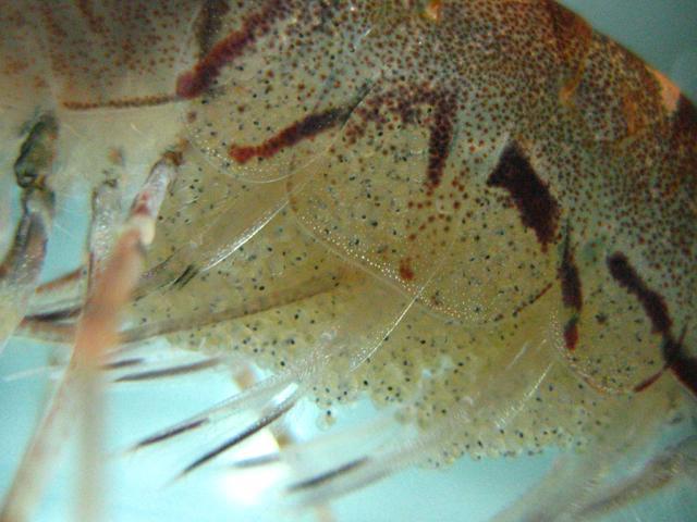 Maturity field Blank fish & male inverts Female crab / lobster 1-no eggs visible 2-eggs visible (no