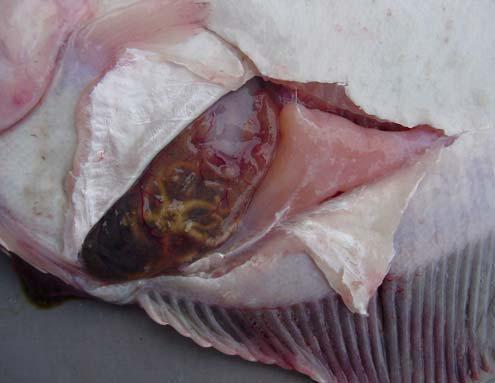 internal Flatfish