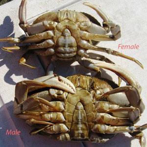 Determining gender invertebrates - crab Female Male