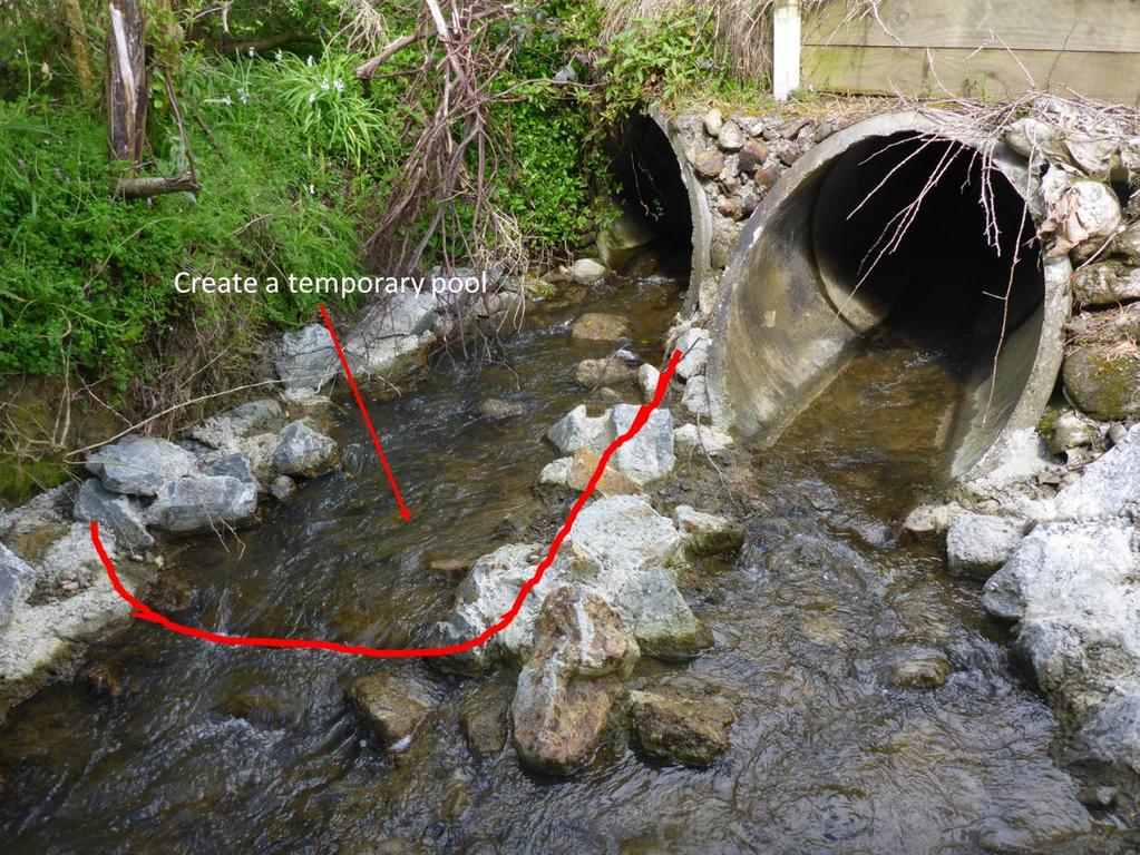 Figure 5-3: Recommended area to create a temporary pool to facilitate testing inanga passage through the baffled culvert in Kara Stream at Lower Kingston Road.