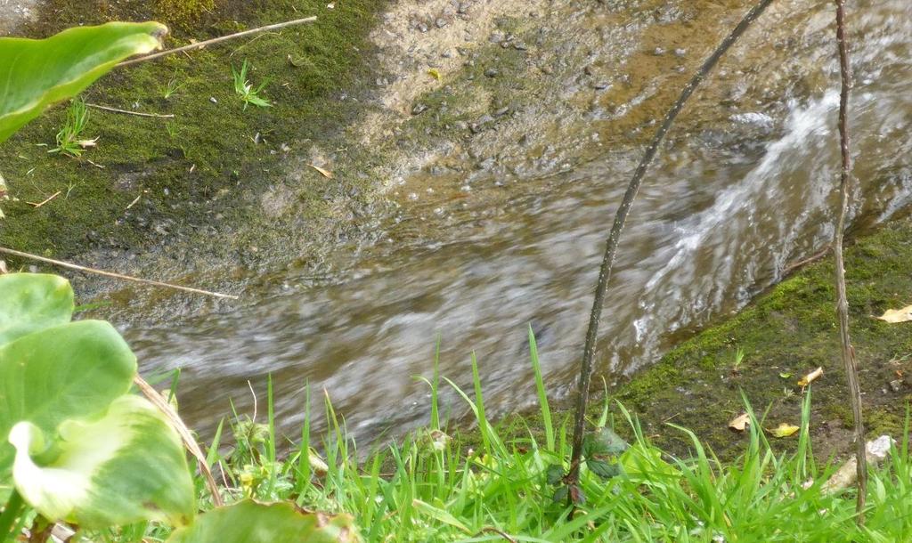 The high proportion of fish moving downstream during the trial could also have been influenced by the fact that they were unable to move upstream and pass the structure.
