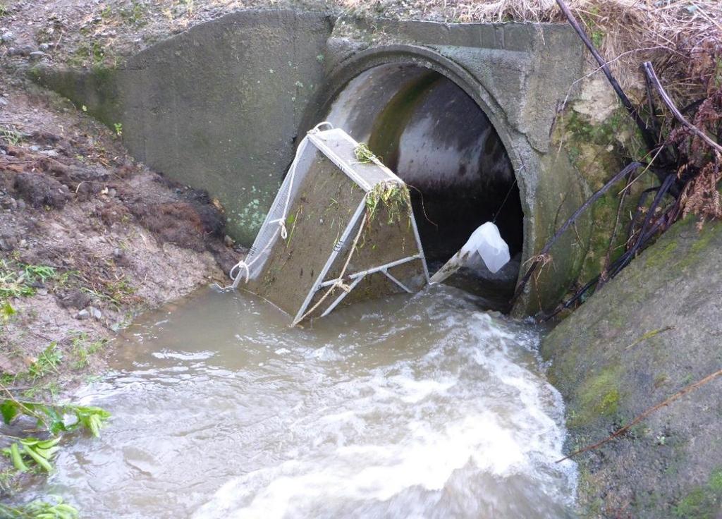 Although the flood waters prevented an accurate assessment of inanga passage past the rock-ramp and culvert with the baffled apron, the successful passage of