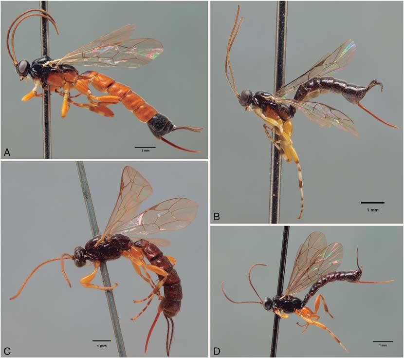 Bordera et al. 15 Fig. 8. Female habitus, lateral view: (A) Clistopyga alutaria; (B) Clistopyga maculifrons; (C) Clistopyga canadensis (lectotype); (D) Clistopyga atrata (holotype).