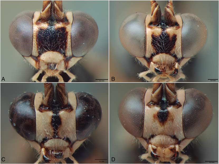 30 Can. Entomol. Vol. 00, 2014 Fig. 20. Variation in Clistopyga recurva, females: (A D) face colour gradient. Head black with two small yellow spots at level of posterior ocelli. Face black.