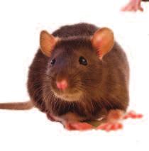 type of bait the rats are accustomed to. These include various grains, pellets and innovative non-scatter wax bars. 0.