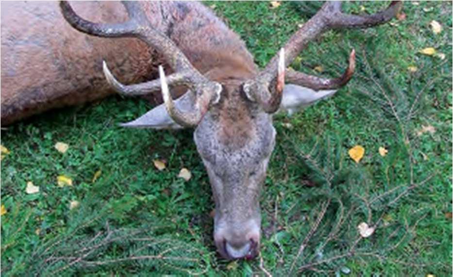 Prices 2017 Red Deer Hunting Season: Old, big Trophy Stag: 01.09.-31.10. Cull Stag: 01.09.-31.01. Hind, Hind Calf: 01.09.-31.01. Calf: 01.09.-28.02.