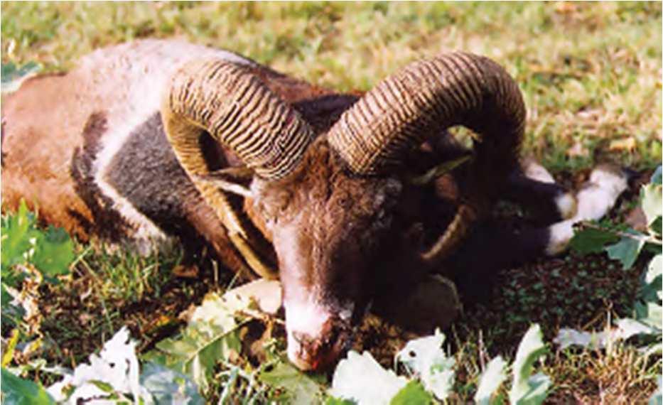 Prices 2017 Mouflon Hunting Season: Mouflon Ram: 01.09. 28.02.
