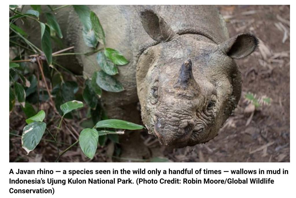 It was the elusive, rare Javan Rhino a species so endangered that there are only 68