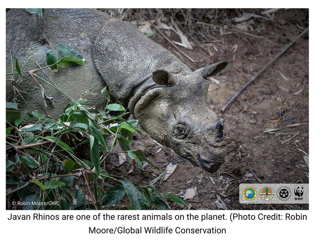 Dr. Moore and his colleague, a videographer with WWF-Indonesia, had been perched up on a platform near a mud wallow for hours in the forest, ever since their team had heard a rhino nearby the night