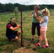 COMMUNITY ORCHARD Marden Russets Community Orchard is proving to be a great success and running a year ahead of schedule, with all 280 trees well established and only 5 original tree spaces left.