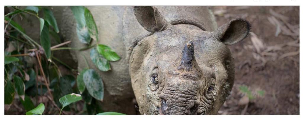 Jaw-dropping footage: conservationists catch Javan rhino in mud wallow With just 68 individuals surviving in
