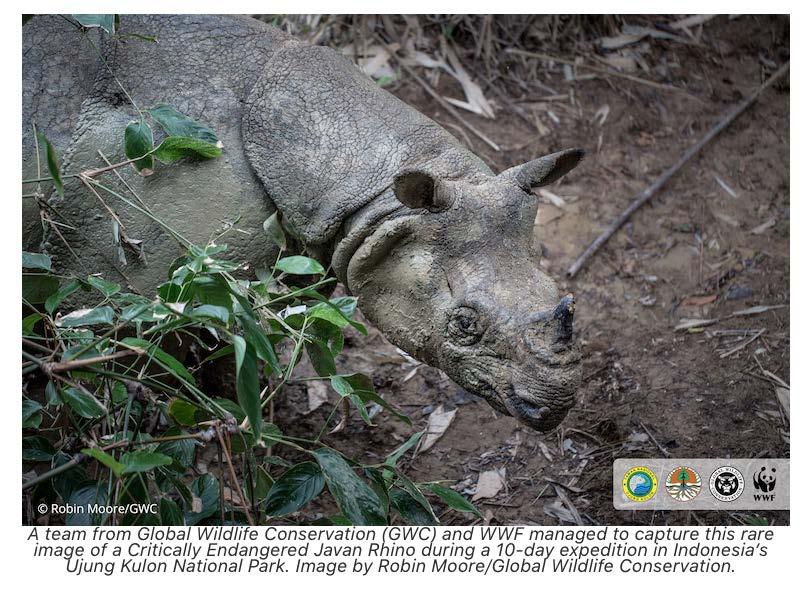 Jaw-dropping footage: conservationists catch Javan rhino mud wallow without warning, and after months of planning, and days of searching, this majestic, mythical animal was in front of us, he said.