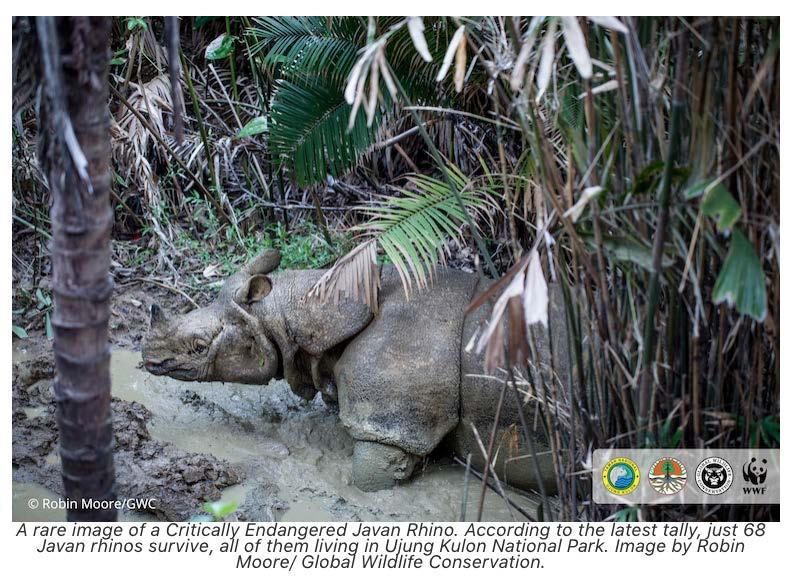 Jaw-dropping footage: conservationists catch Javan rhino in mud wallow terribly small, it s a huge success, considering there were just 20 of the animals in Ujung Kulon in the 1960s.