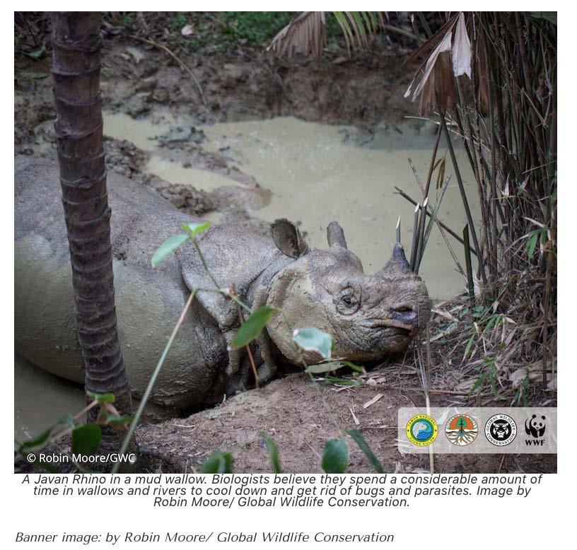 Jaw-dropping footage: conservationists catch Javan rhino in mud wallow Conservationists say they hope to find a suitable place to establish a second population of Javan rhinos.