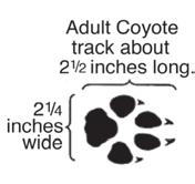 In December 2012, Oregon s wolf population consisted of a minimum of 46 wolves, including 6 packs, in northeastern Oregon.