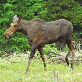 LATE SEASON ANTLERLESS ELK HUNTS The Oregon Department of Fish and Wildlife has a statutory obligation to address property damage and that is the primary purpose of late antlerless elk hunts.