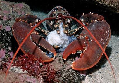 4 POPULAR SPECIES OF LOBSTER apparent difference between warm and cold-water lobsters is the presence or absence of large claws on the front-most pair legs.