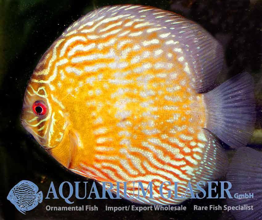 We continue our journey through the magical world of recently imported wild collected discus with these magnificent animals.