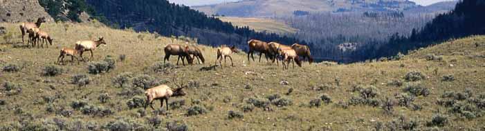 The ecological diversity of the Greater Yellowstone contributes to its value, and its controversy. Yellowstone's northern range has been the focus of debate for more than 80 years.