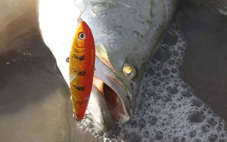 H-GB SURFACE LURES GREAT LURES FOR TARGETING MANY SURFACE FEEDING FISH. C60 J WALKER The J Walker is a walk the dog style surface lure.