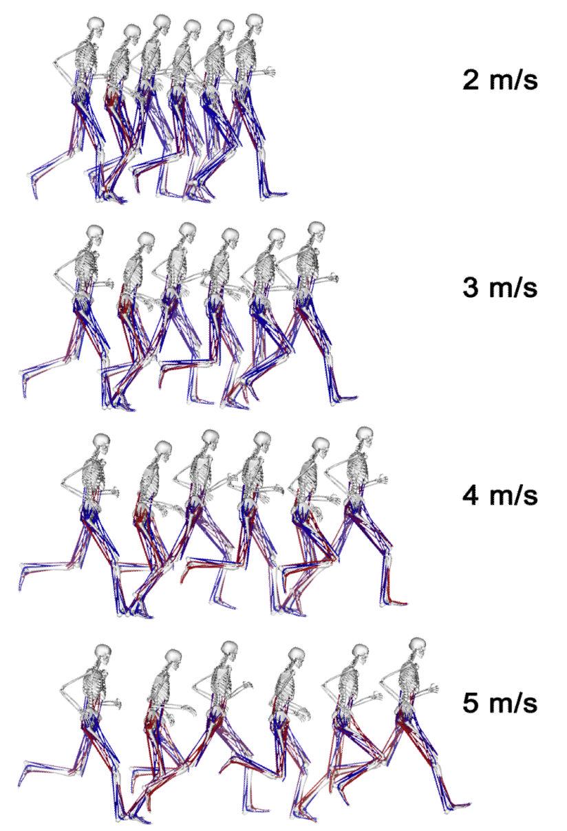 Hamner and Delp Page 10 Figure 1. Musculoskeletal model used to generate simulations of the running gait cycle for ten subjects at four running speeds: 2.0, 3.0, 4.0, and 5.0 m/s.