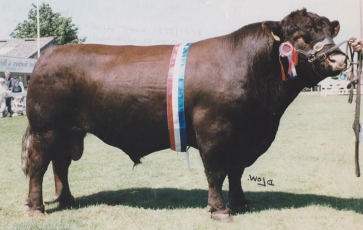 LINCOLN RED CATTLE SOCIETY SPYLAW RAIDER (88.28%) XP3803 Winner bull performance test at A Harrison s in 1991/92, on performance & conformation.