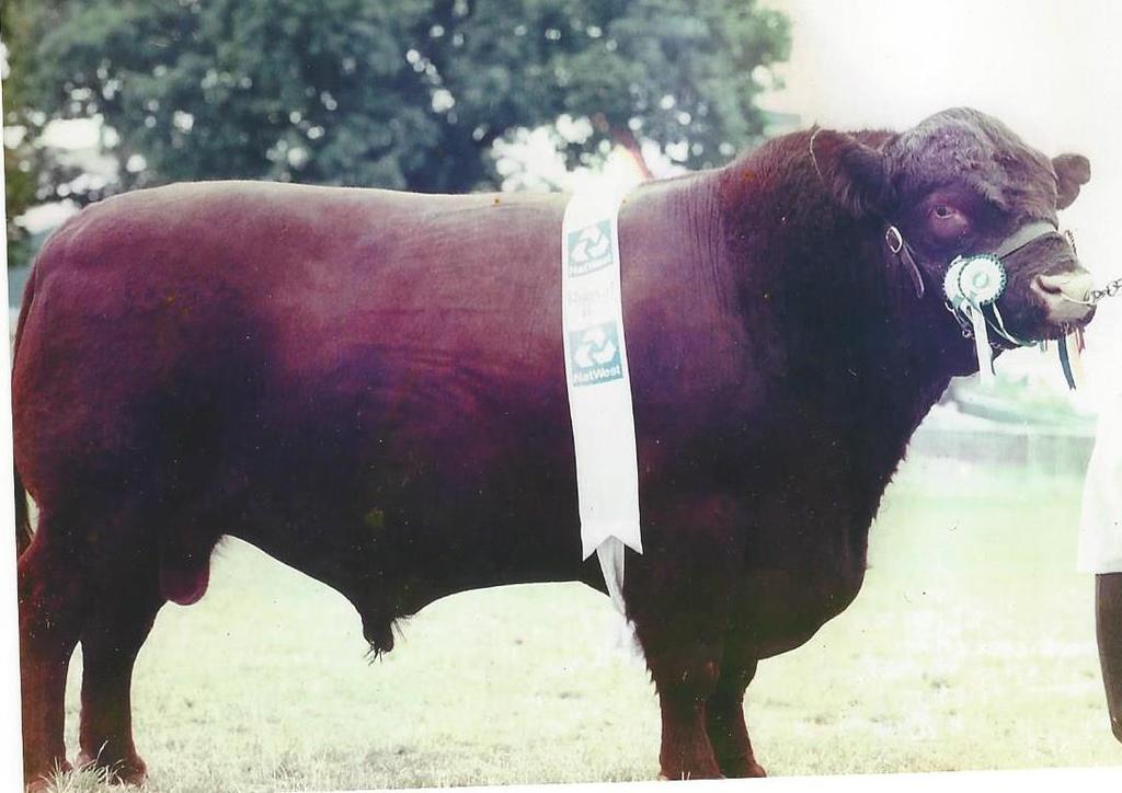 LINCOLN RED CATTLE SOCIETY ANWICK YIELD P3673 Sire of Biddlesden Great Expectations 1989 Best Junior Bull & Res Champion Male Nottinghamshire Show; Best Bull & Supreme Champion Lincolnshire Show; Res