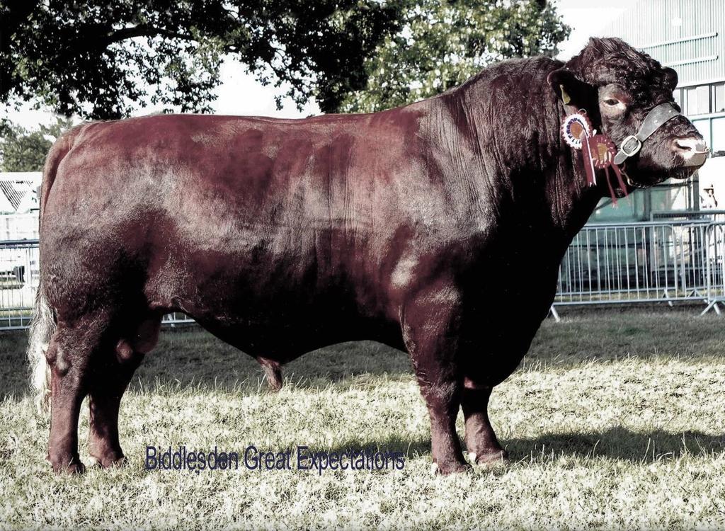 LINCOLN RED CATTLE SOCIETY BIDDLESDEN GREAT EXPECTATIONS P4004 (UKN5083 7000006) 2004 Reserve Champion Bull Nottinghamshire County Show; Champion Lincoln Red Carrington Rally; Best Bull Royal Show;