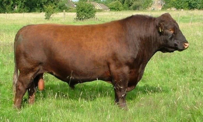 LINCOLN RED CATTLE SOCIETY HARRINGTON CHARLIE P4026