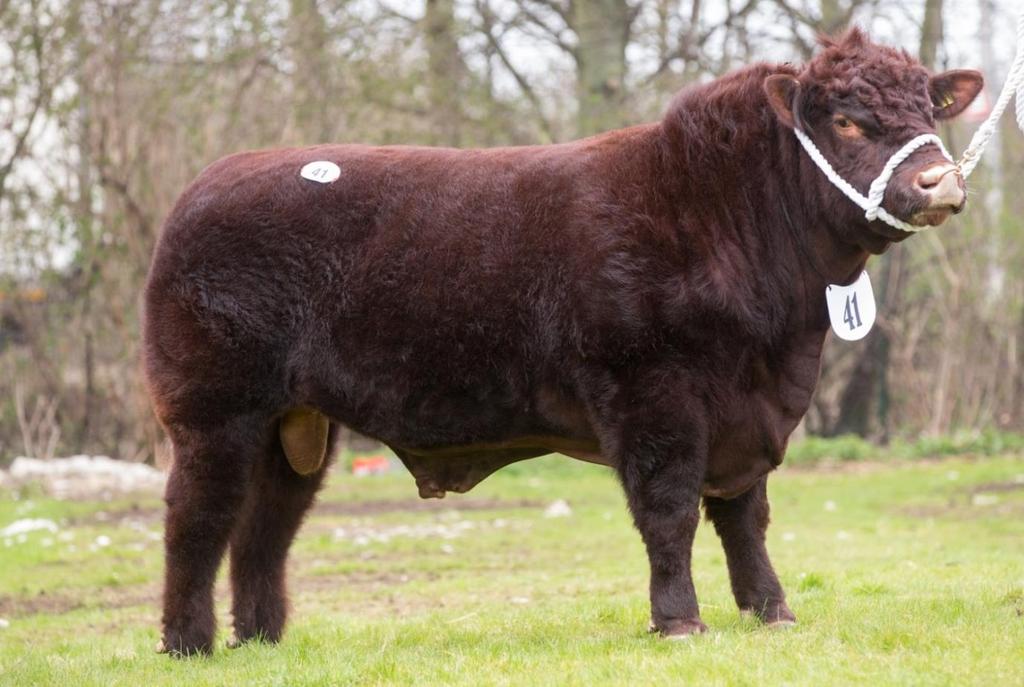 LINCOLN RED CATTLE SOCIETY HIGHBARN STORM XP80526 (UK161993 600143) 2015 Junior Champion Bull; Supreme Champion Lincoln Red Bull at the English Premier Pedigree Spring Show & Sale Highbarn Storm is