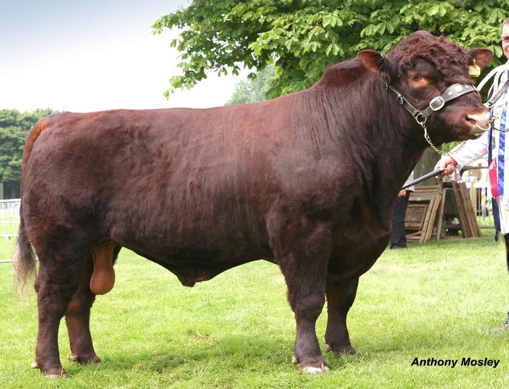 Show; Champion Bull, Supreme Breed Champion & Inter-breed Native Beef Breed Champion Lincolnshire Show; Champion Male & Breed Champion Royal Norfolk Show and in Group of Three in Interbreed