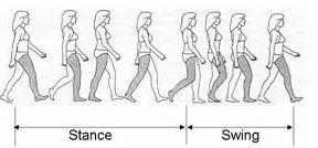 Figure 4. Walk Cycle for Stance and Swing Phases (1) Heel Strike (2) Foot Flat (3) -Max. Dorsfl (4) Toe Off (1)-(2)- Controlled Plantarflexion (CP) (2)-(3): Controlled Dorsiflexion (CD) Figure 5.