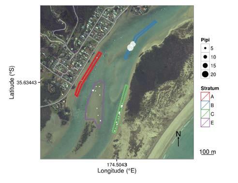 Figure 2: Pipi survey stratum at Ngunguru Estuary