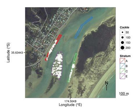 Figure 3: Cockle survey stratum at Ngunguru Estuary 