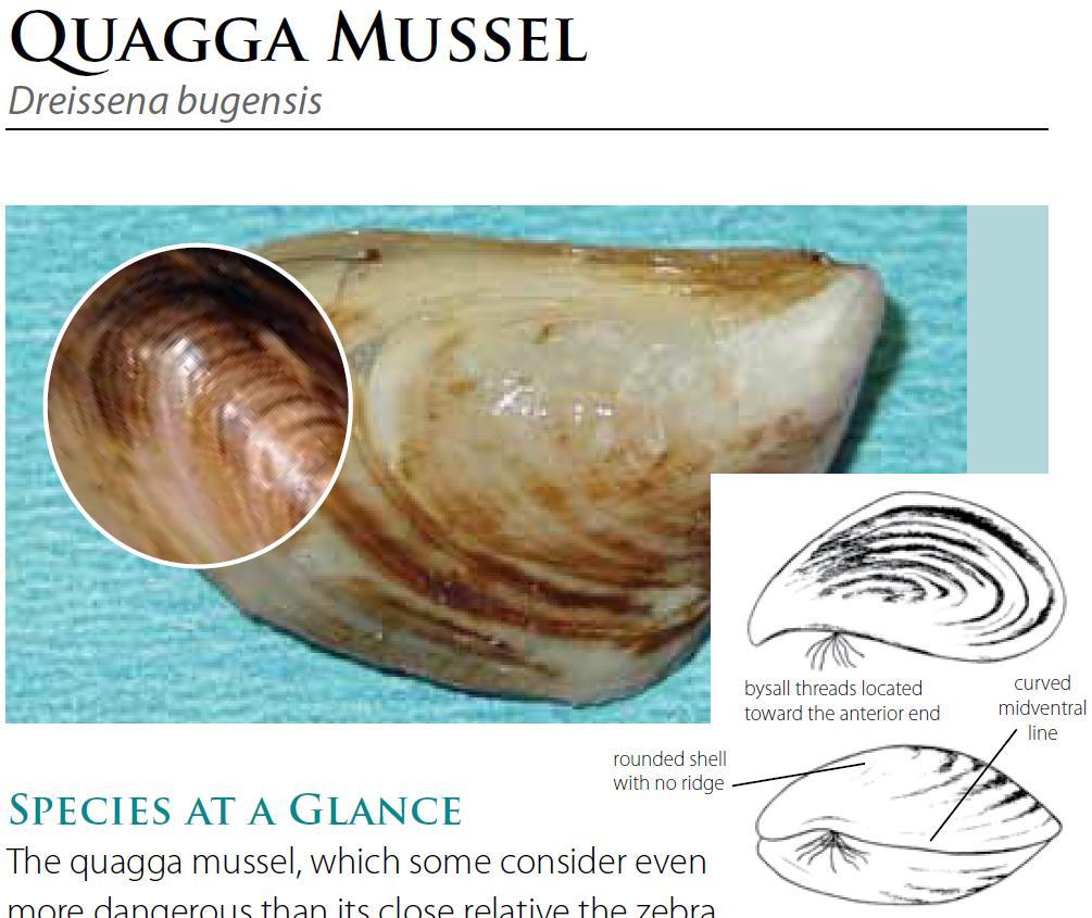 Fingernail sized freshwater mollusks attach to any hard surface,