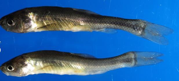 of host fish (including yellow perch and walleye), liquefies tissue.