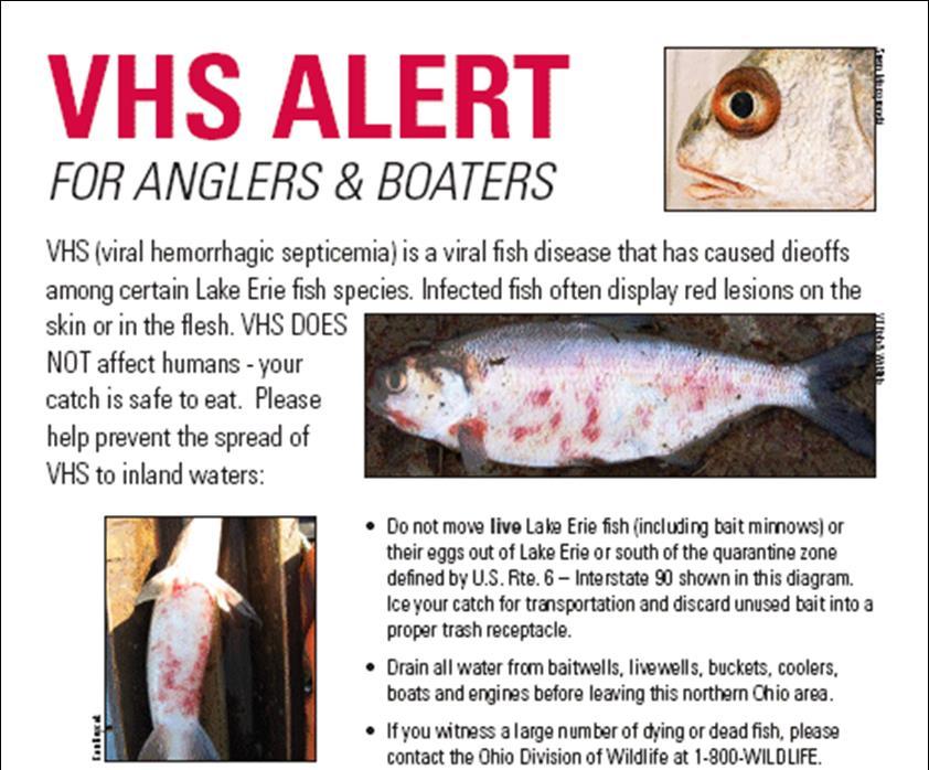 Can cause dieoffs among certain Ohio fish species Can cause lesions, pop eye,