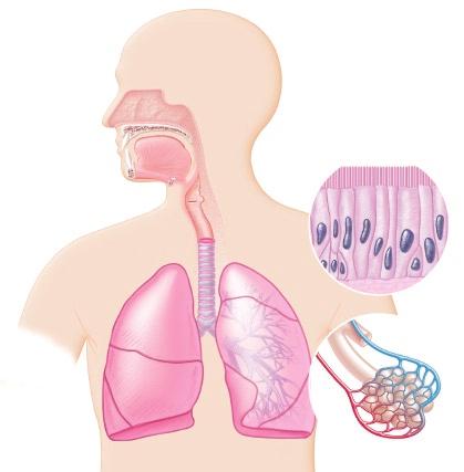The Respiratory System Whether you are aware of it or not, you breathe in and out 15 times each minute on average. This rate increases automatically if your physical activity increases.