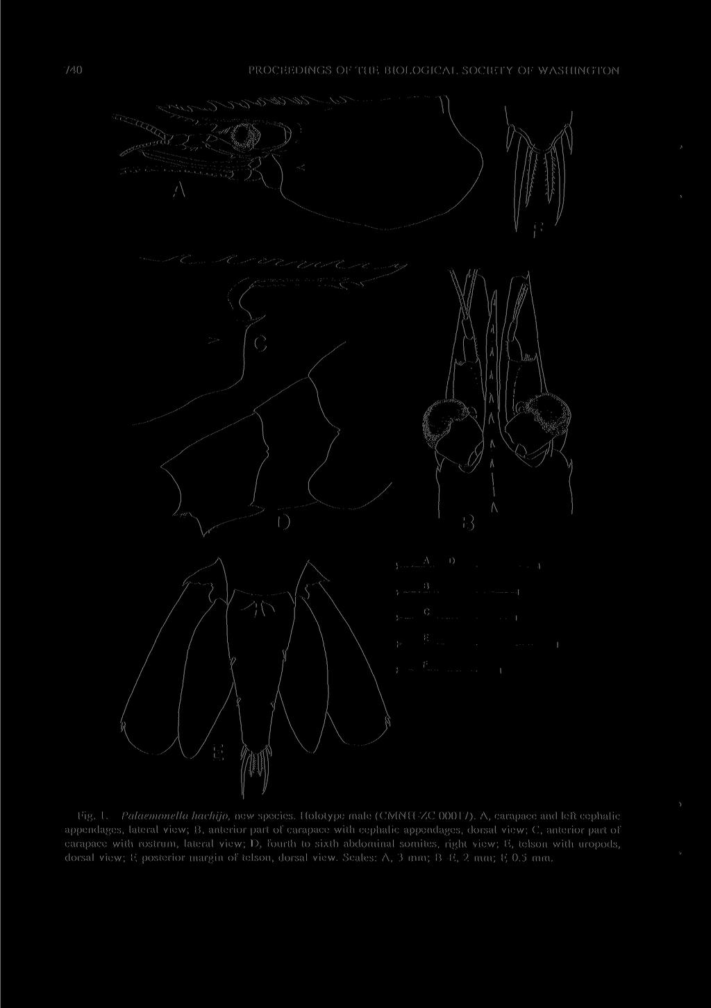 740 PROCEEDINGS OF THE BIOLOGICAL SOCIETY OF WASHINGTON Fig. 1. Palaemonella hachijo, new species. Holotype male (CMNFI-ZC 00017).