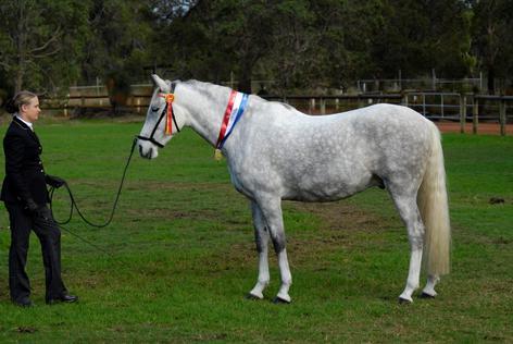 AHAA-WA STATE CHAMPIONSHIP SHOW 2014 RESULTS RING 1 - LED CLASSES Judge: Janine Olsen LED SPANISH ANDALUSIAN 1. Best Presented Spanish Andalusian Mare or Filly Any Age 1.