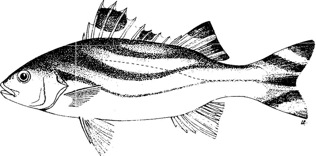 DISTINGUISHNG CHARACTERS OF SIMILAR SPECIES OCCURRING IN THE AREA: Other Kuhlia species: none has black bands on caudal fin.