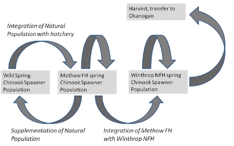 broodstock, making the WNFH program a safety net component of the Methow program, and will reduce the impacts of WNFH fish spawning in the wild, because they will be more closely related to the