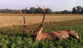 RED DEER HUNTING Red deer: 16.08. - 15.01.