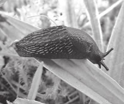 13 7. In 2012 specimens of the slug Arion flagellus were found in a garden in the Amman Valley in South Wales.