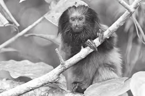 3 Answer all questions. 1. The black-faced lion tamarin (Leontopithecus caissara) is a species of monkey living in the rainforests of South America.