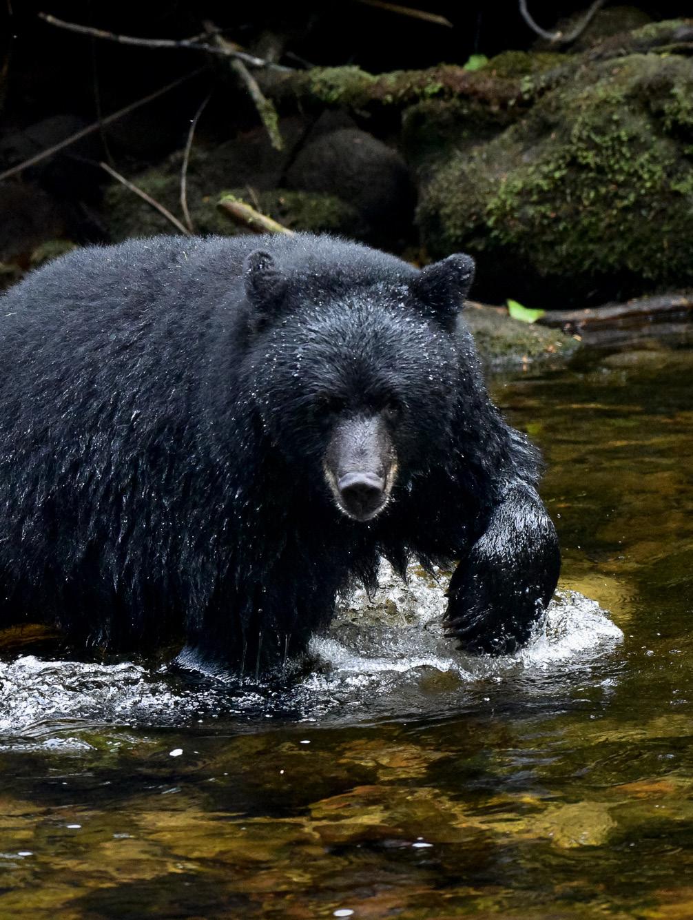 Spring in British Columbia s Great Bear Rainforest 2017 Edition 8-days exploring the