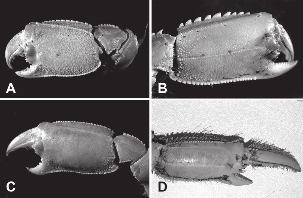 THE RAFFLES BULLETIN OF ZOOLOGY 2009 and distal half of ventral border. Pereopods 3 and 4 with numerous spines on dorsal and ventral border of merus, also on dorsal border of carpus. Description.