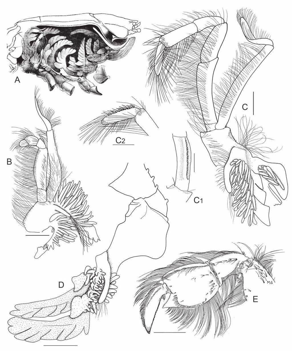 Ngoc-Ho & de Saint Laurent: Revision of genus Thalassina Fig. 4.