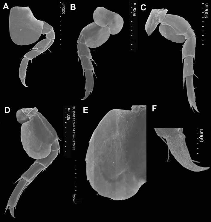 Figure 8. Paratype, ovigerous female (4.15 mm). A) pereopod 4; B) pereopod 5; C) pereopod 6; D) pereopod 7; E) posterior lobe, pereopod 7; E) dactylus and nail close up, pereopod 4.